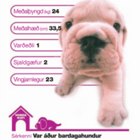 Top Trumps: Hundurinn - Image 2