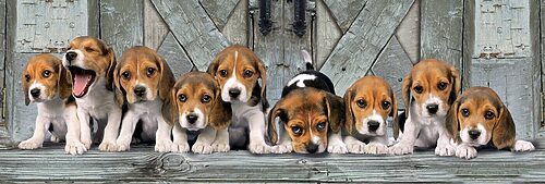 Beagles - panorama (1000 bitar) - Image 2