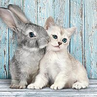 Cat&Bunny (500 bitar) - Image 2