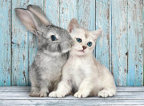 Cat&Bunny (500 bitar) - Image 2