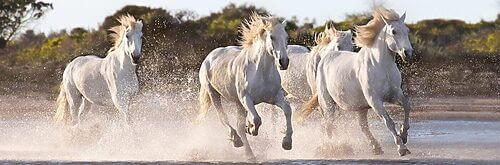 Running Horses - panorama (1000 bitar) - Image 2