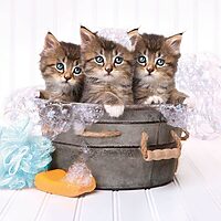 Kittens and soap (500 bitar) - Image 2