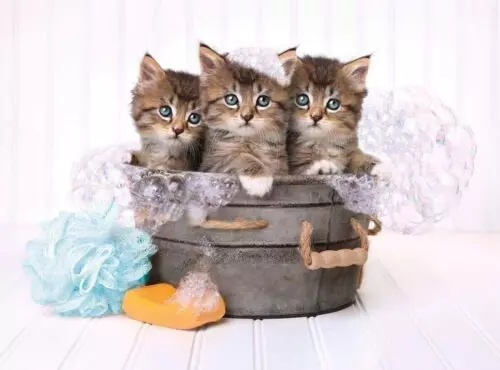 Kittens and soap (500 bitar) - Image 2