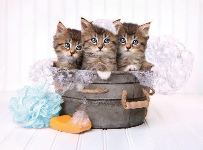 clementoni kittens and soap 500 02 scaled