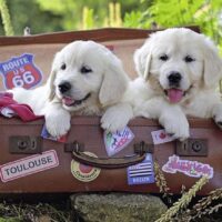 Travelling pups (100 bita) - Image 2