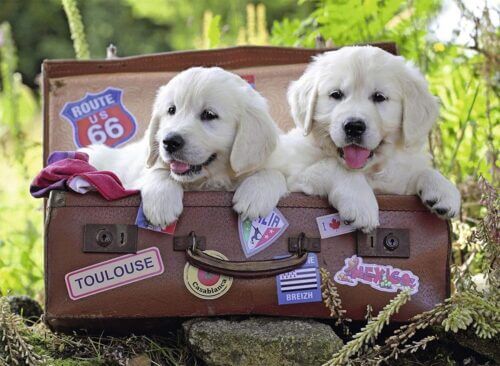 Travelling pups (100 bita) - Image 2