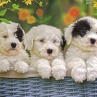 Cuddly puppies (200 bita) - Image 2