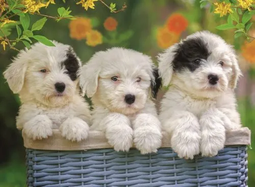 Cuddly puppies (200 bita) - Image 2