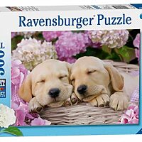 Sweet dogs in a basket (300 bita)
