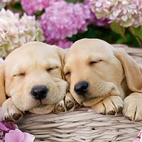 Sweet dogs in a basket (300 bita) - Image 2