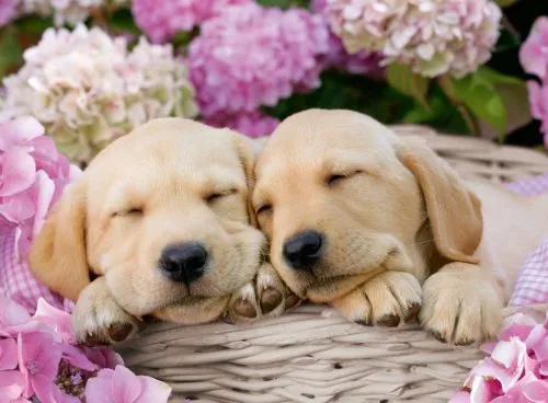 Sweet dogs in a basket (300 bita) - Image 2