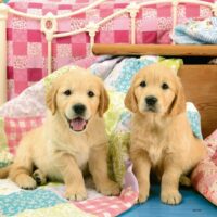 Cute puppy dogs (3x49) - Image 2