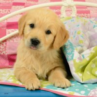 Cute puppy dogs (3x49) - Image 4