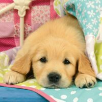 Cute puppy dogs (3x49) - Image 3