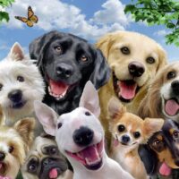 Delighted dogs (300 bita) - Image 2