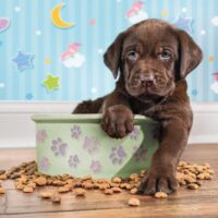 Lovely Puppy (180 bita) - Image 2