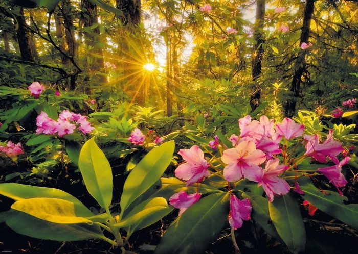 heye magic forest rhododendron 2000 29662 02