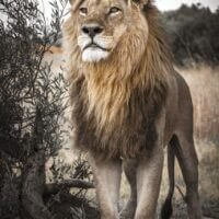Proud lion (500 bita) - Image 2