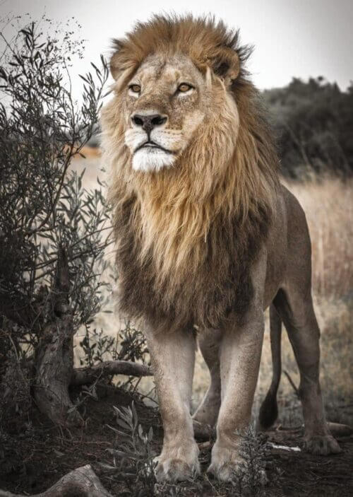 Proud lion (500 bita) - Image 2