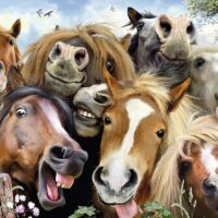 Horsing around (500 bita) - Image 2