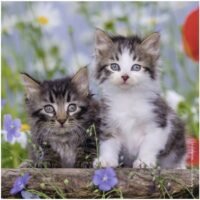 Tiger kittens (3x49) - Image 4
