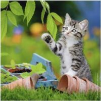 Tiger kittens (3x49) - Image 3