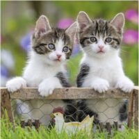 Tiger kittens (3x49) - Image 2