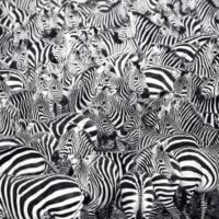 Zebra challenge (500 bita) - Image 2