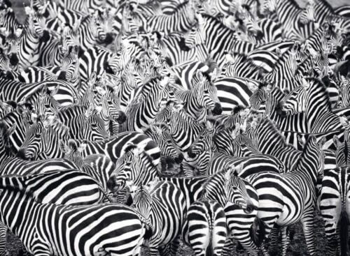 Zebra challenge (500 bita) - Image 2