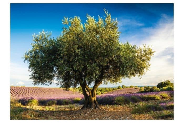 schmidt olive tree in province 1000 58357 02 scaled