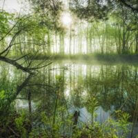 Homeland jungle (1000 bita) - Image 2