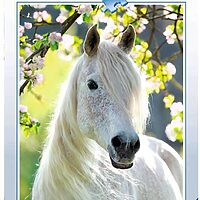 Gentle mare (500 bita)