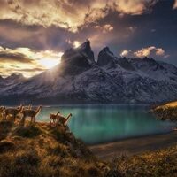 Edi. Humboldt: Guanacos (1000 bita) - Image 2