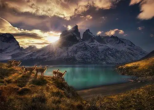 Edi. Humboldt: Guanacos (1000 bita) - Image 2