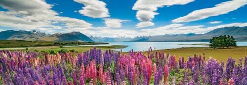 Edi. Humboldt: Lake Tekapo (1000 bita) - Image 2