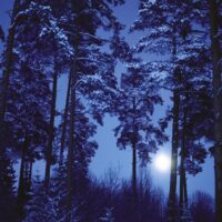 Magic forests: Full moon (500 bita) - Image 2