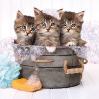Lovely kittens (180 bita) - Image 2
