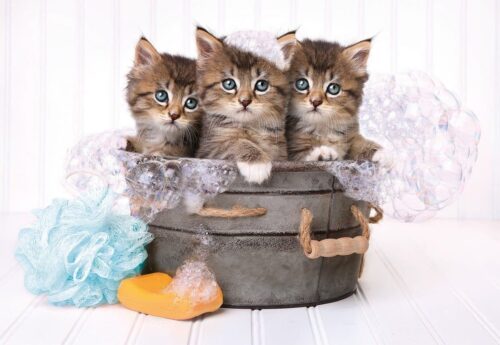 Lovely kittens (180 bita) - Image 2