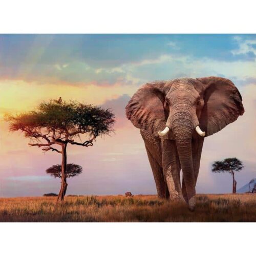 African sunset (500 bitar) - Image 2