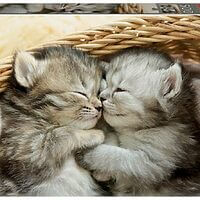 Sweet kittens (500 bita)