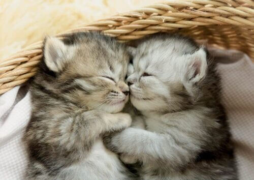 Sweet kittens (500 bita) - Image 2