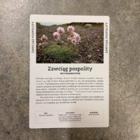 Flóruspilið á pólsku - Image 3