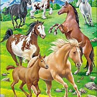 Horses in a mountain field