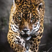 Walk af Jaguar (1000 bitar) - Image 2