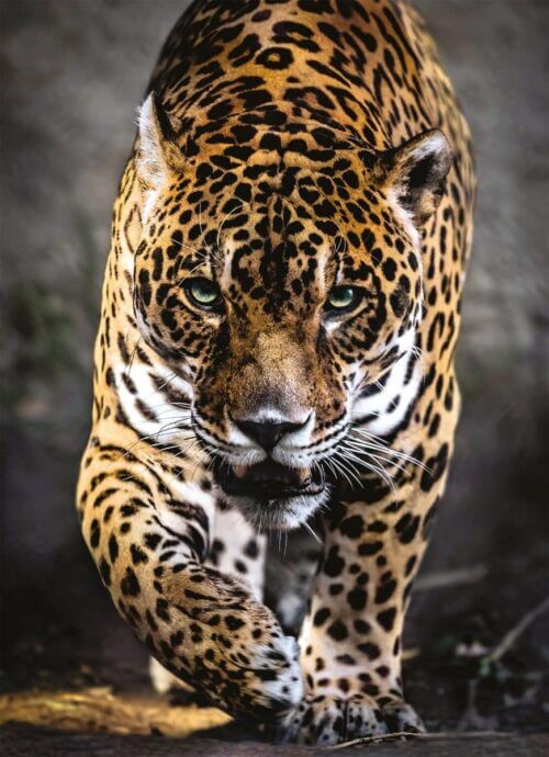 Walk af Jaguar (1000 bitar) - Image 2