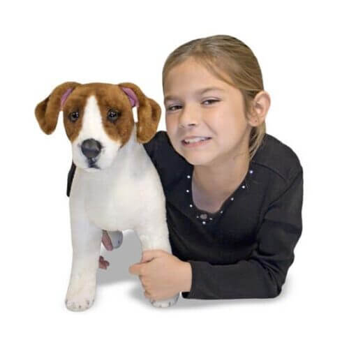 Jack Russel Terrier - Image 3