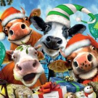 We wish Moo a Merry Christmas (500 bita) - Image 2