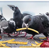 Doing Things: Birds Prank (300 bita) - Image 3