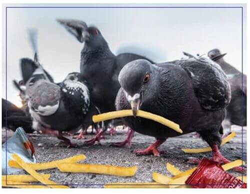 Doing Things: Birds Prank (300 bita) - Image 3
