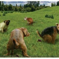 Doing Things: Puppies Prank (300 bita) - Image 3